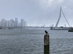Afbeelding invoegen